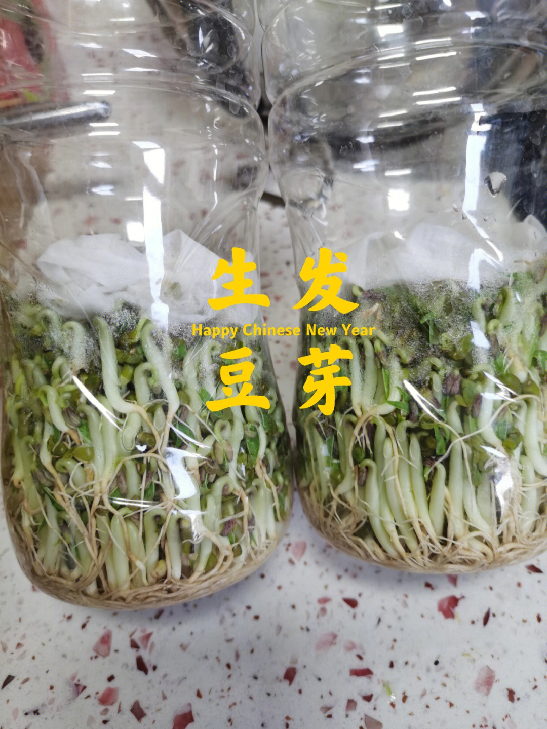 春天到了发个豆芽菜