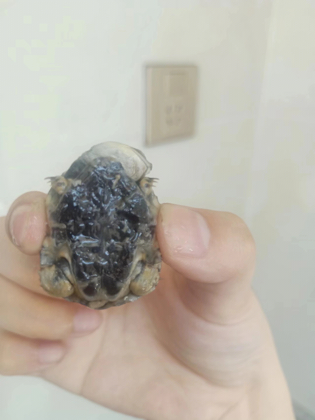 乌龟腐皮的样子图片