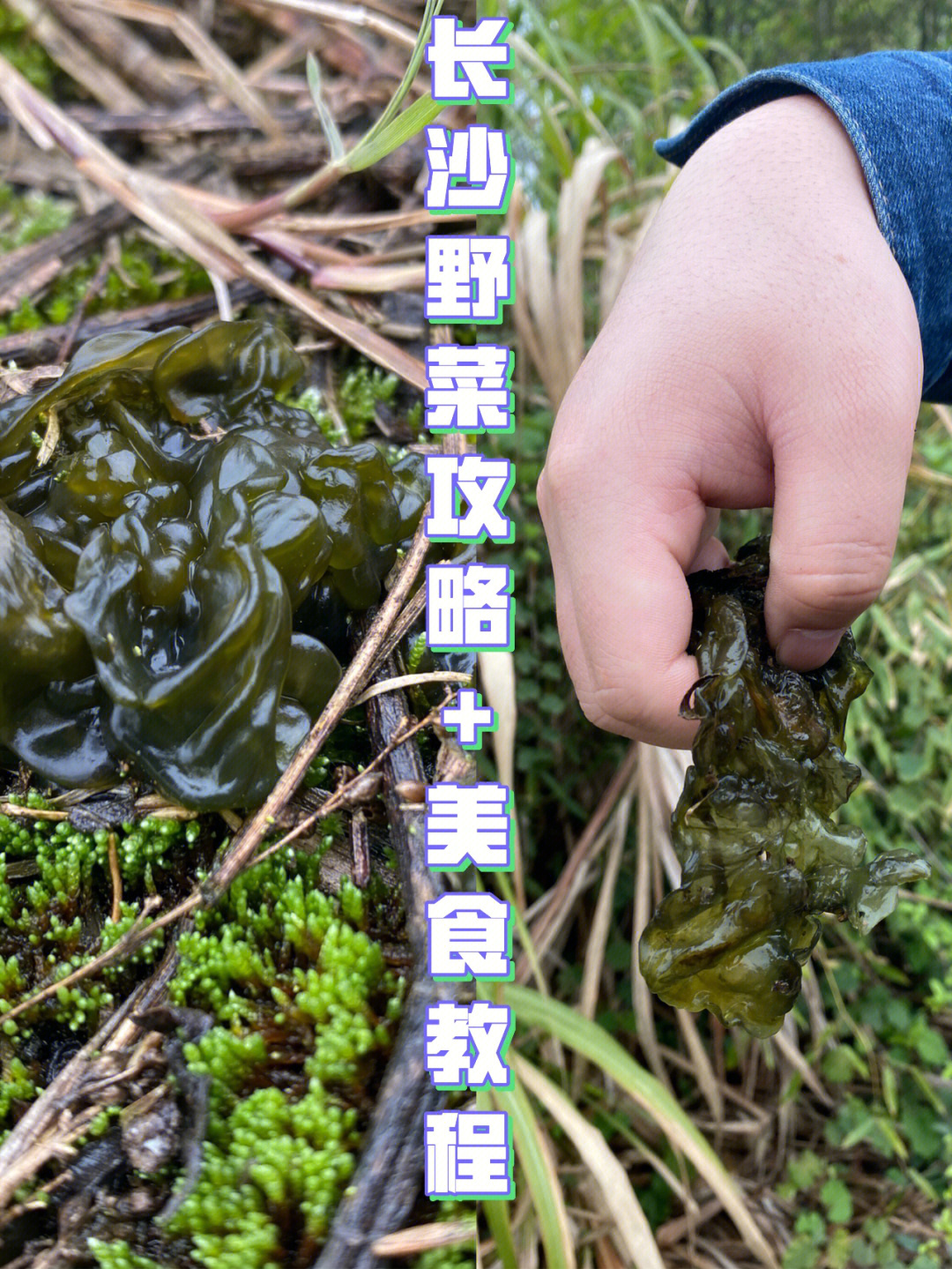 家乡这个野菜叫什么?