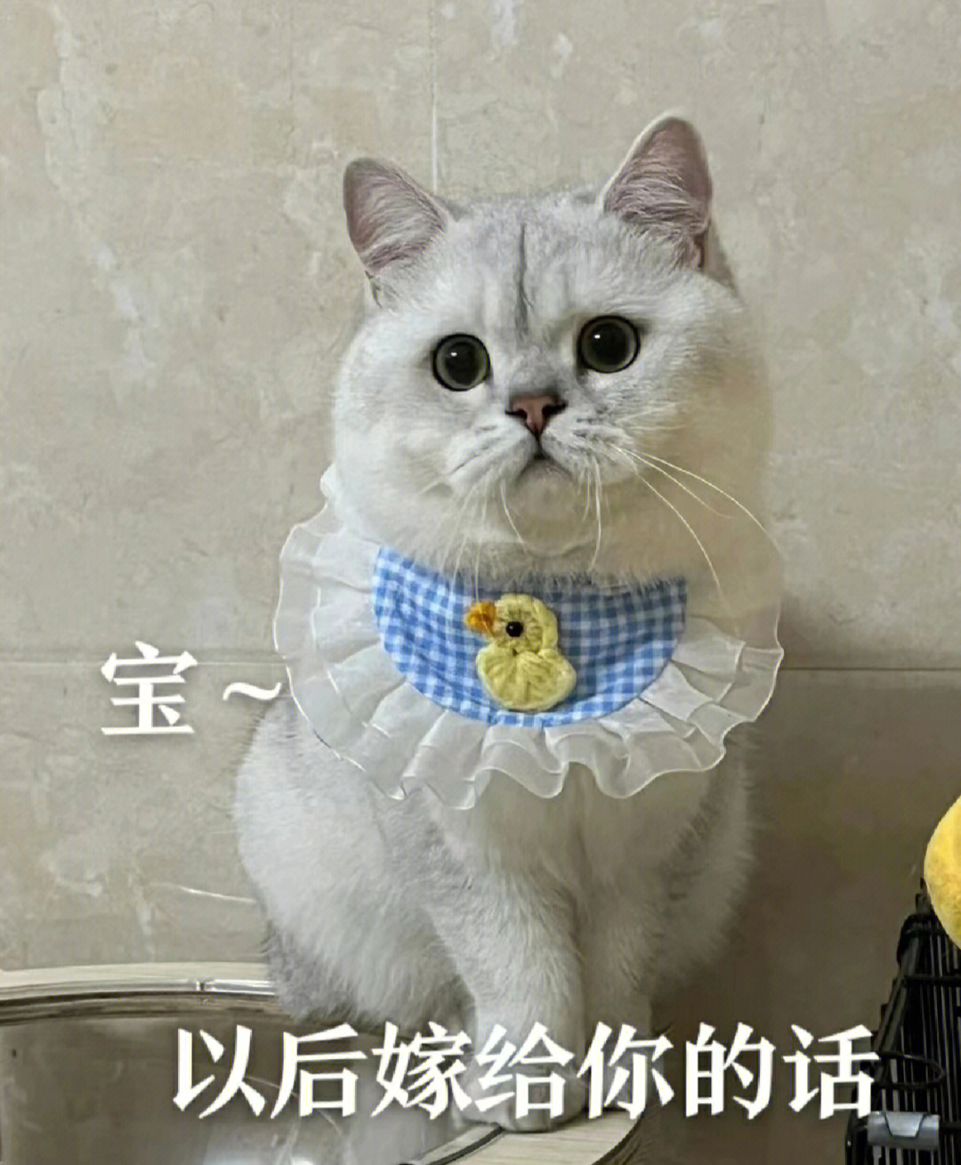 wechat可爱猫猫表情包