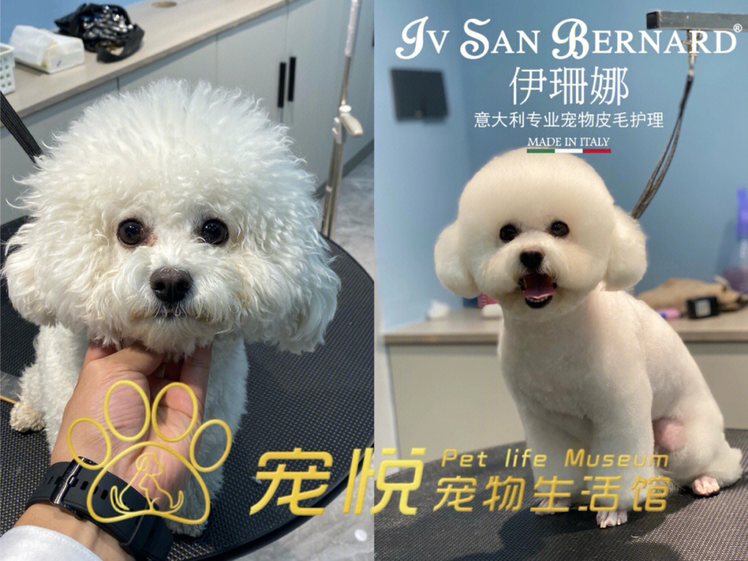 比熊犬也可以不剪大圆头呦