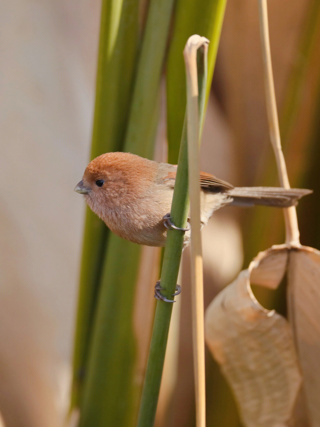 棕头鸦雀人工繁殖图片