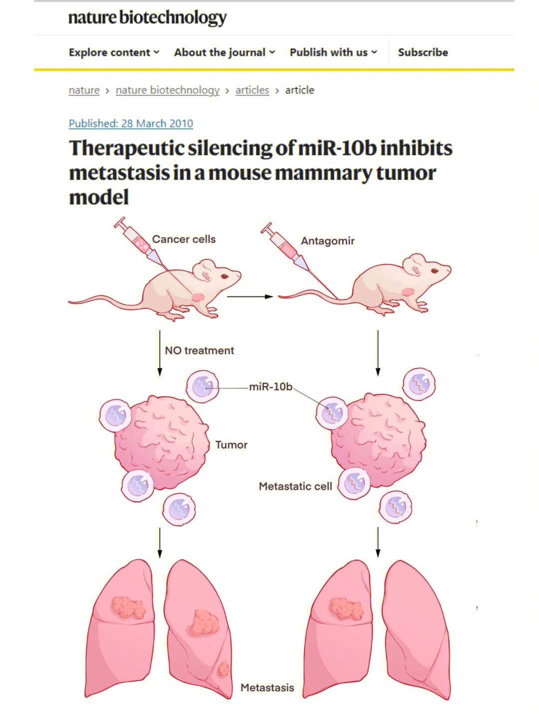 10b antagomirs对小鼠进行全身治疗可抑制乳腺癌的转移●施用mir