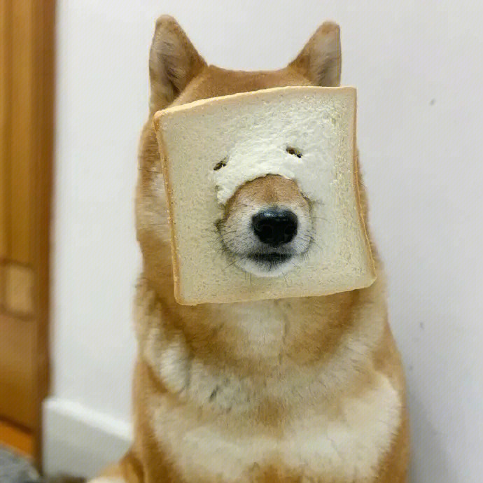 吐司面包狗头像图片