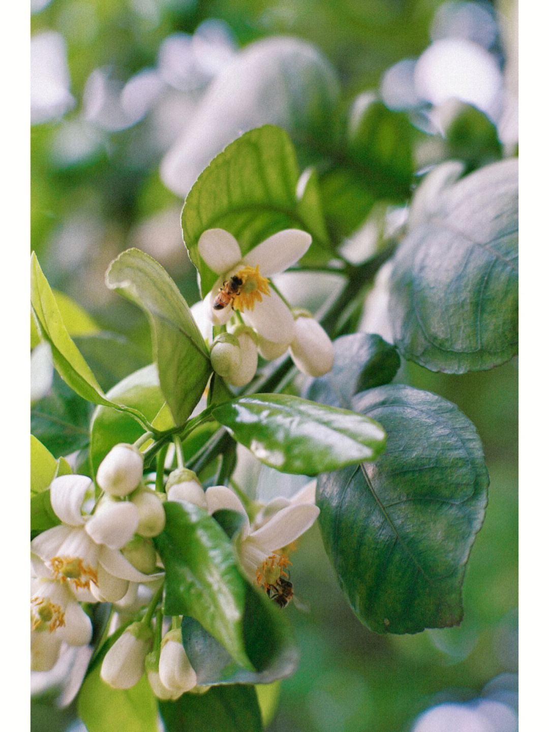 柚子花的样子颜色气味图片