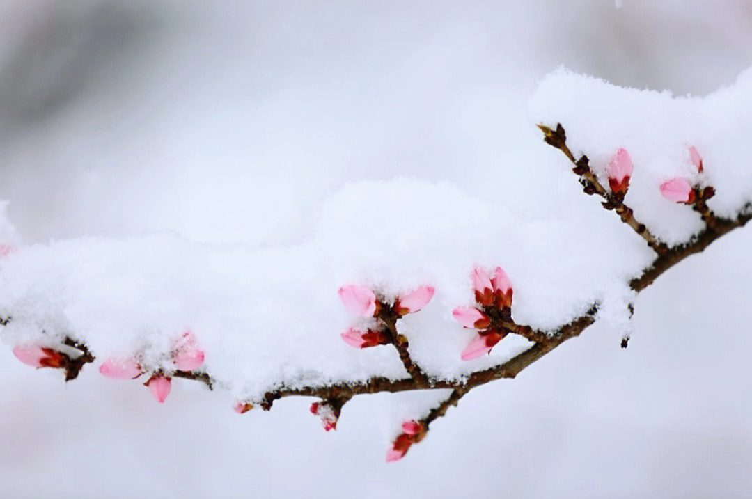 北京三月桃花雪图片