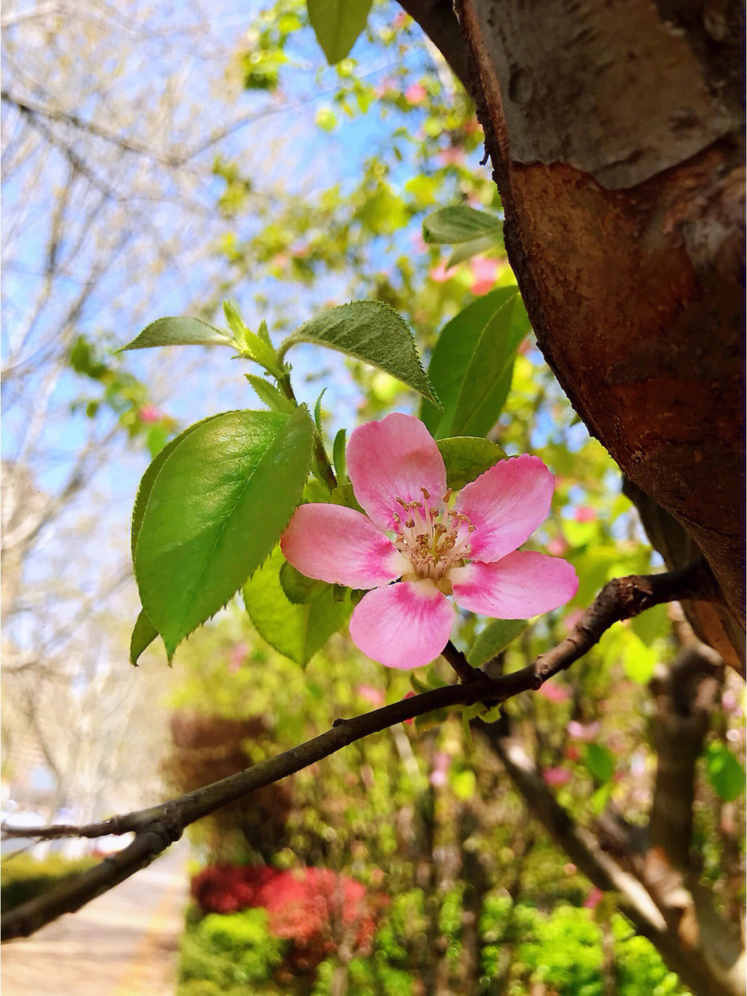 木瓜花