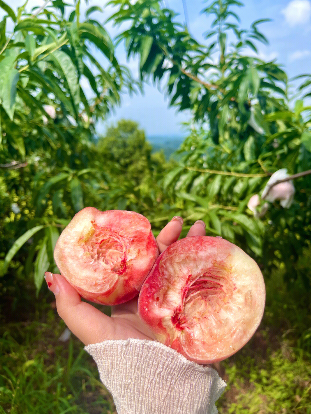 脆甜离核的正宗龙泉驿皮球桃脆桃党快来