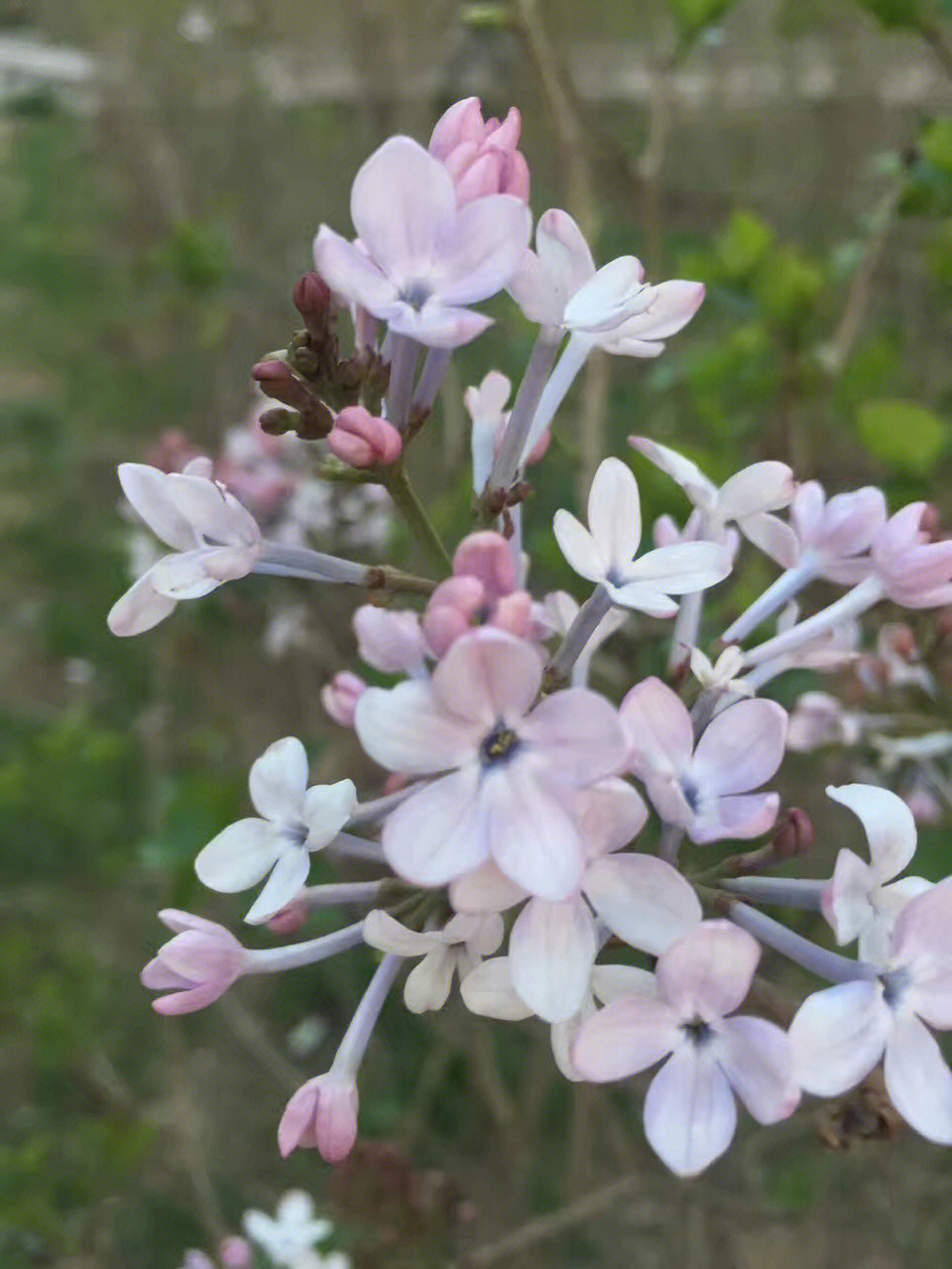 丁香花有毒吗图片