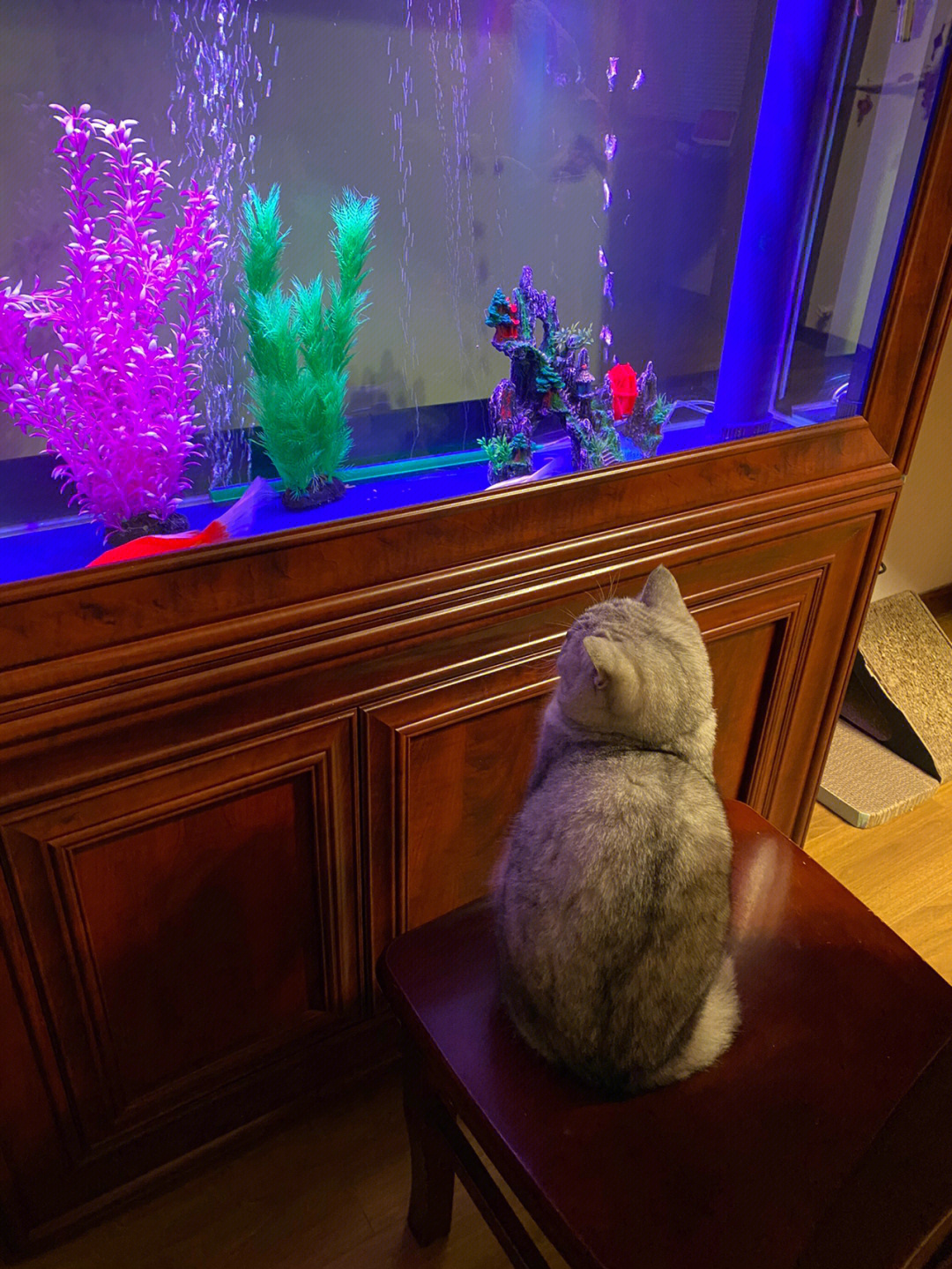 不会养鱼别买鱼缸可能开心的只有猫咪吧
