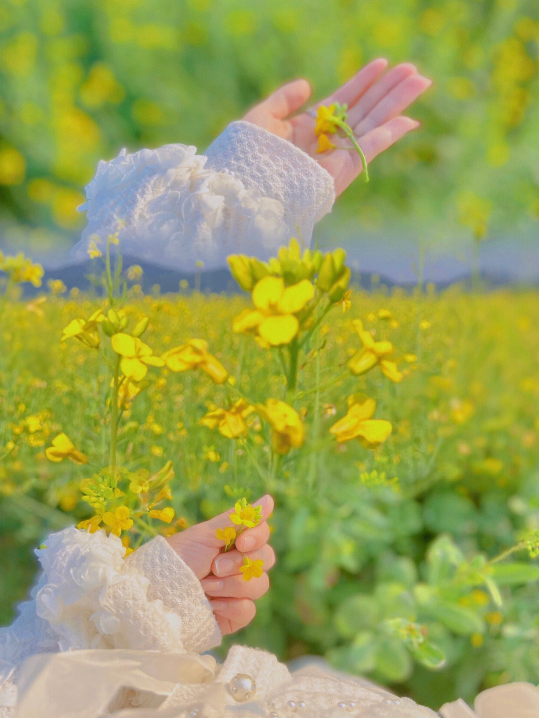 开平大沙大塘面油菜花图片