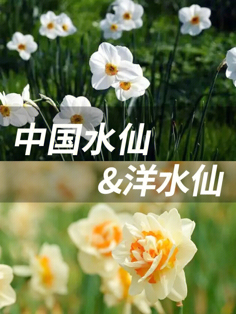 洋水仙和韭菜的区别图片