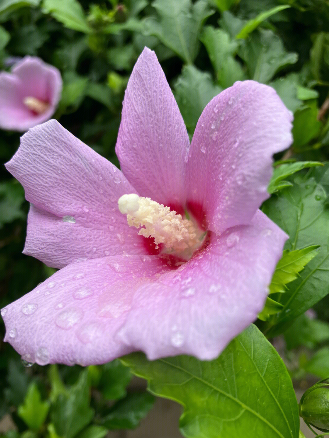 雨后小花花