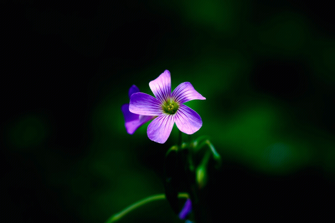 花不语简谱图片