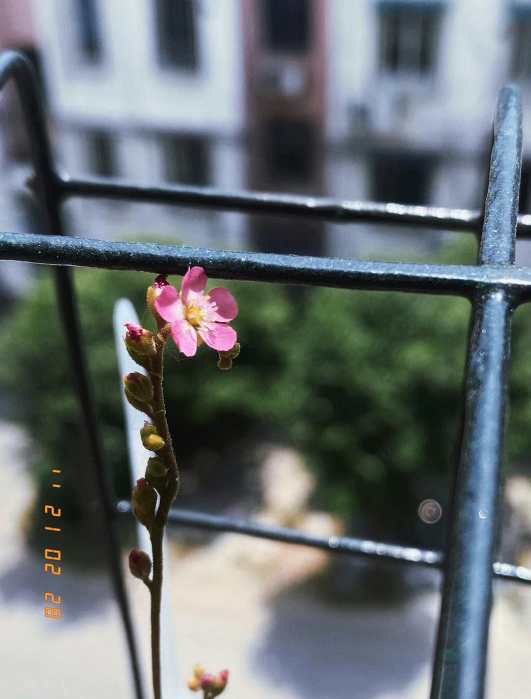 孔雀茅膏菜开花图片