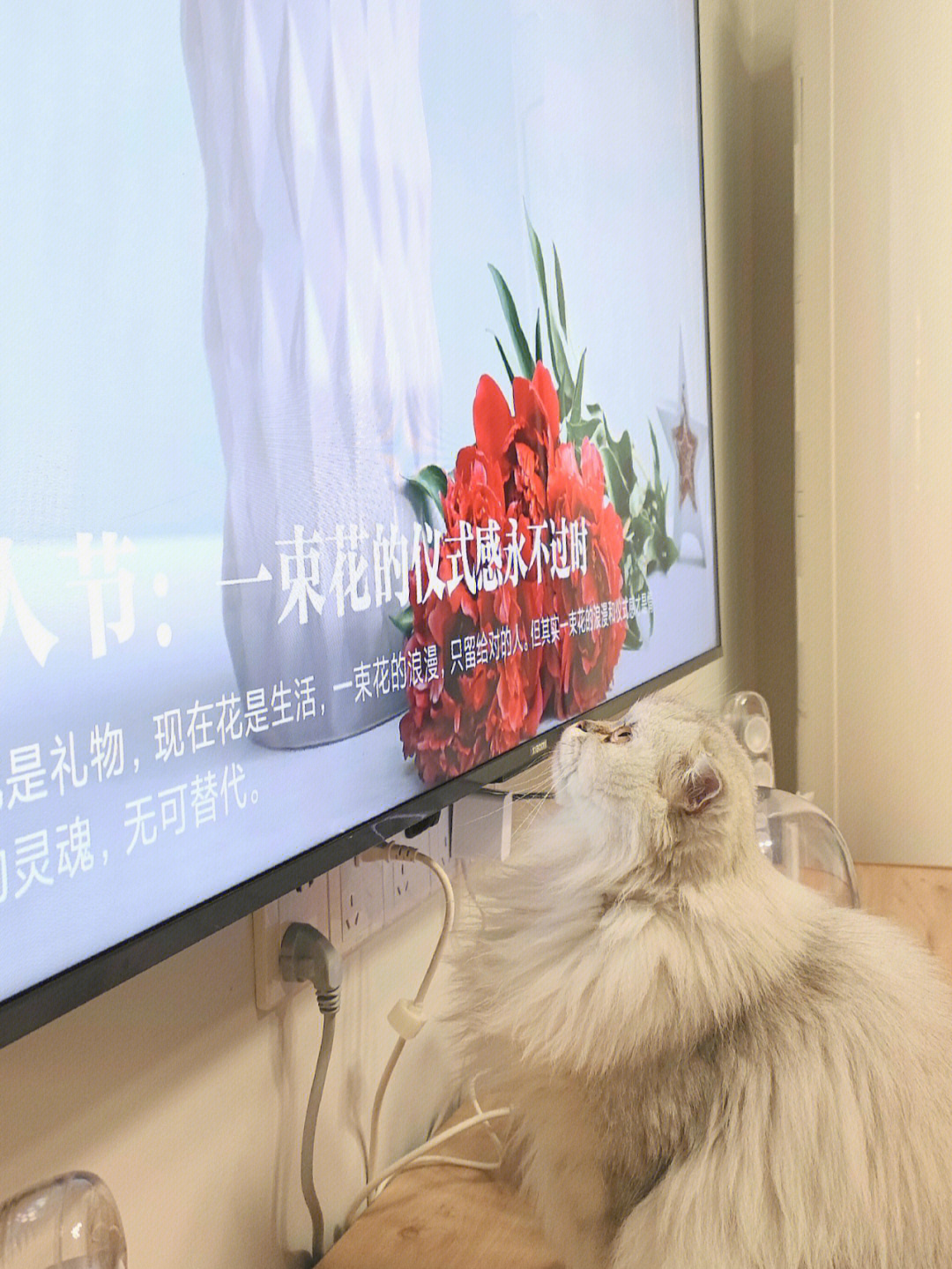 河南卫视电视猫图片