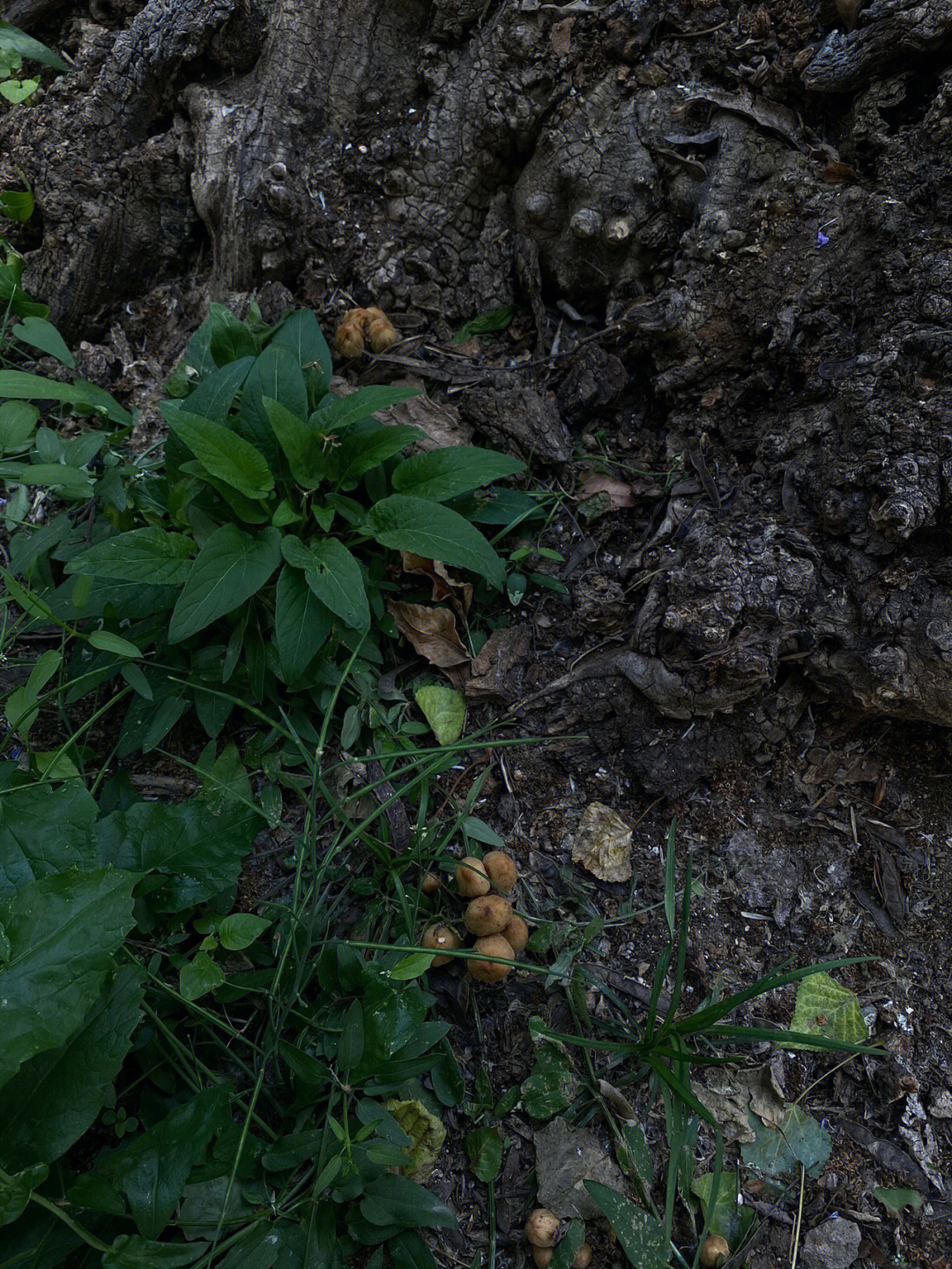 醋溜溜野菜图片