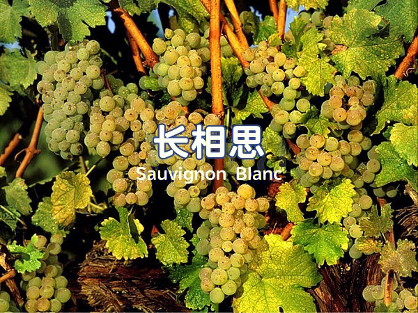 葡萄品种长相思sauvignonblanc