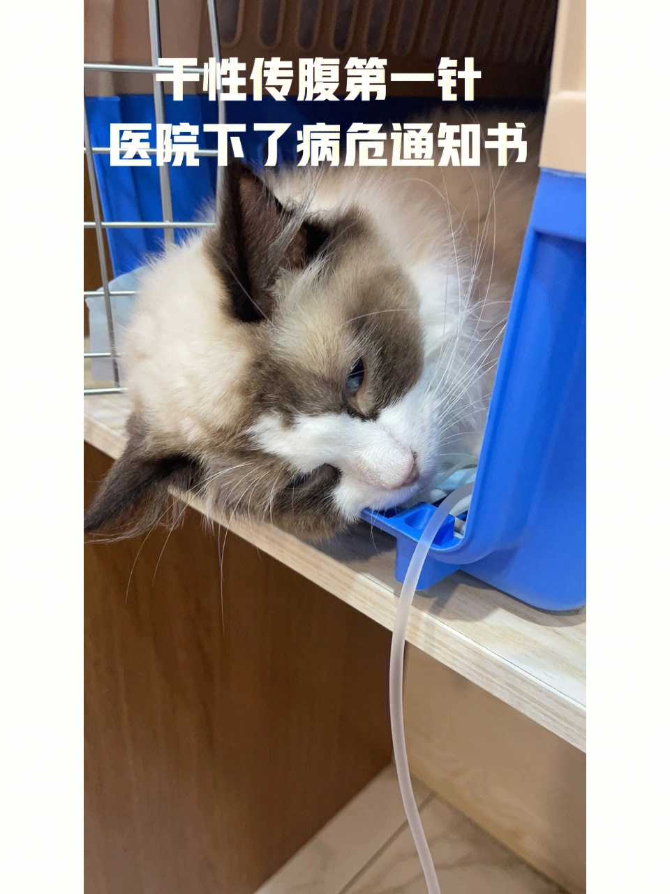 441猫传腹图片