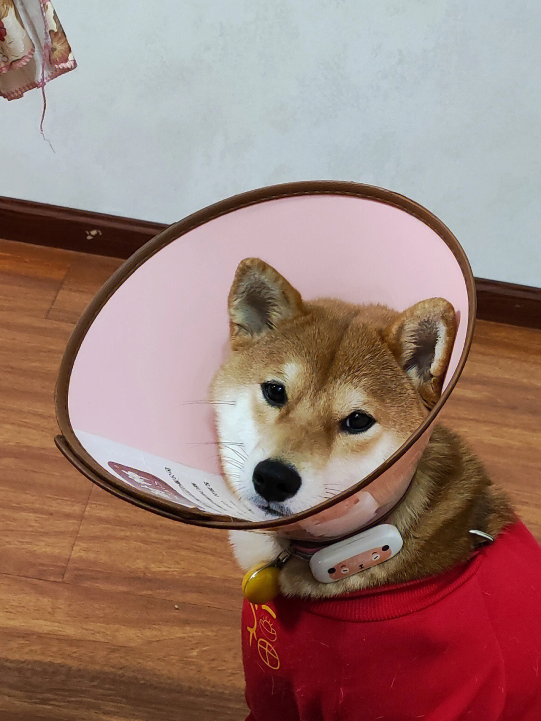 柴犬表情包