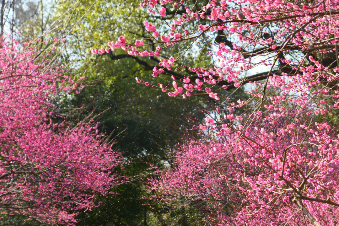 竹篱笆外的春天 电影图片