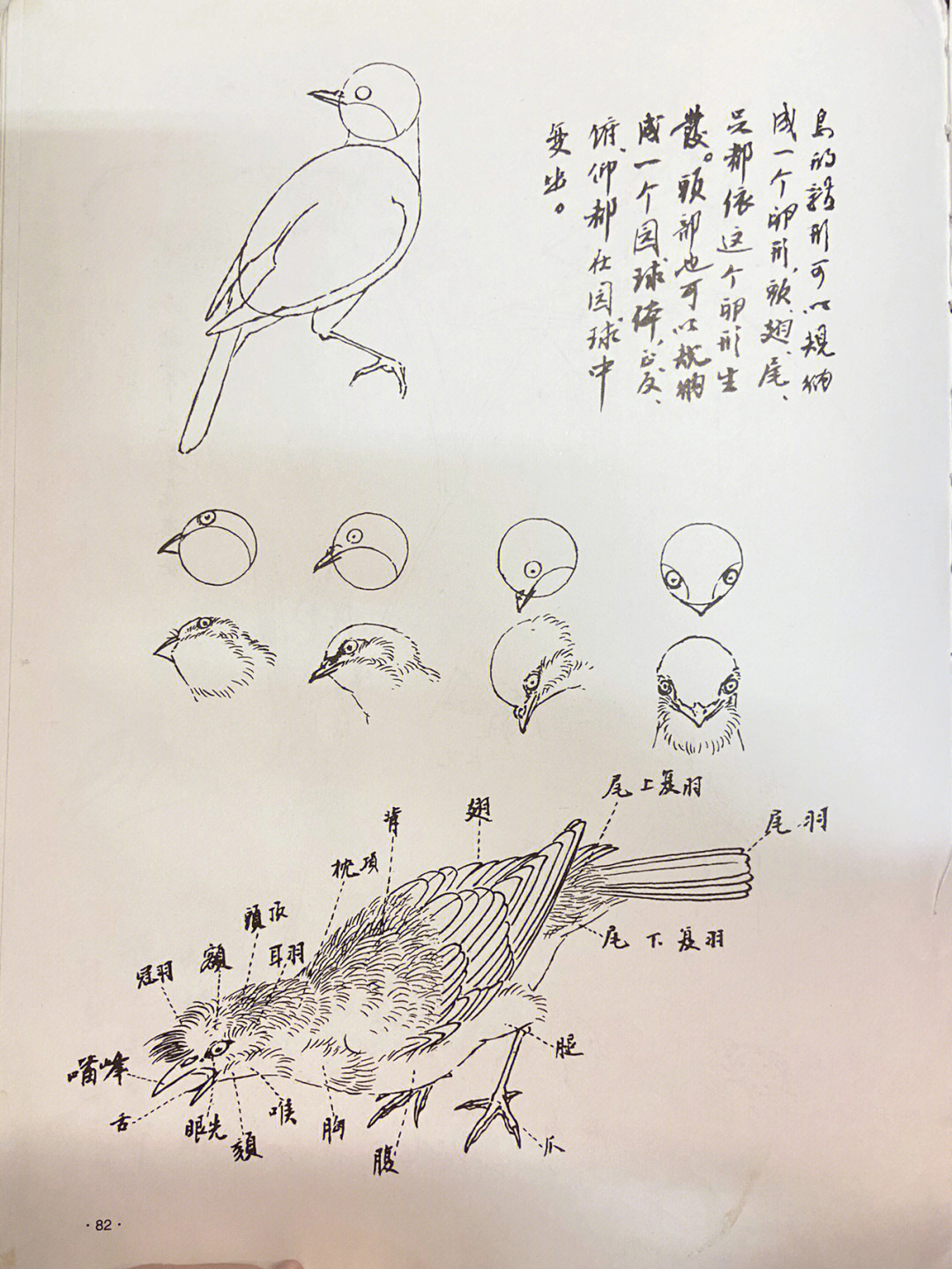 鸟的结构图及介绍图片