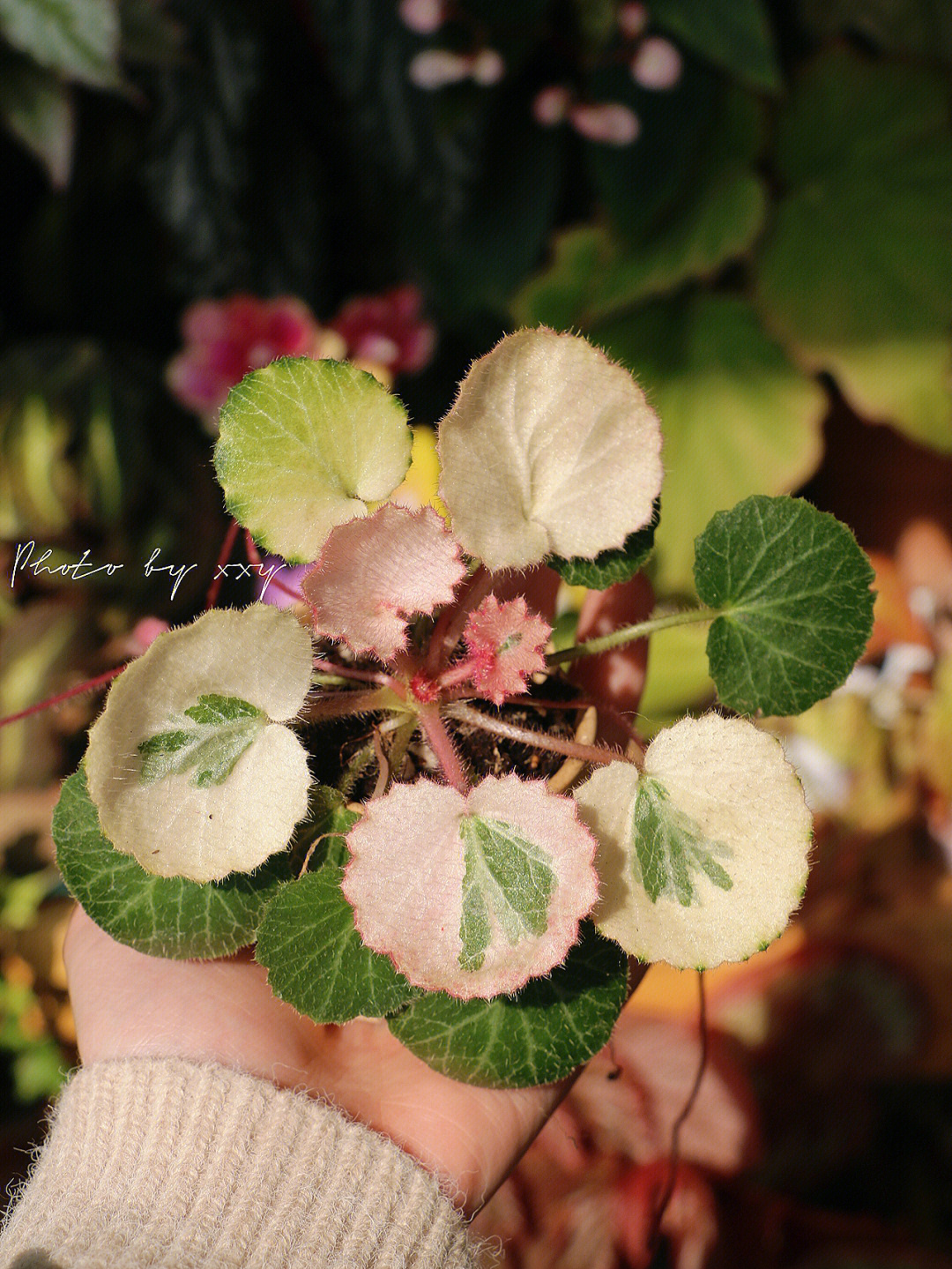 观花虎耳草养护图片