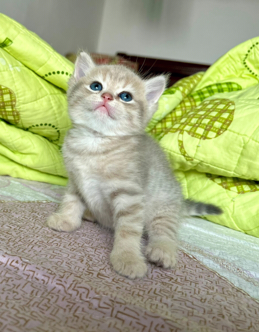 丁香色蓝猫和金渐层配图片
