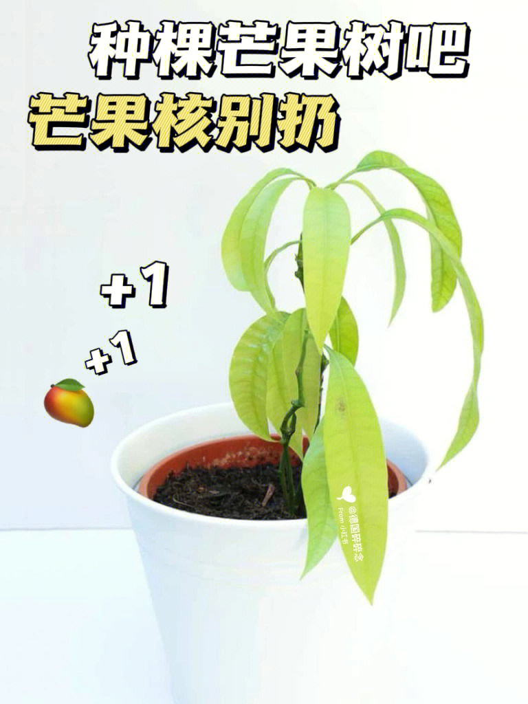 救命芒果核别扔种棵芒果树吧03