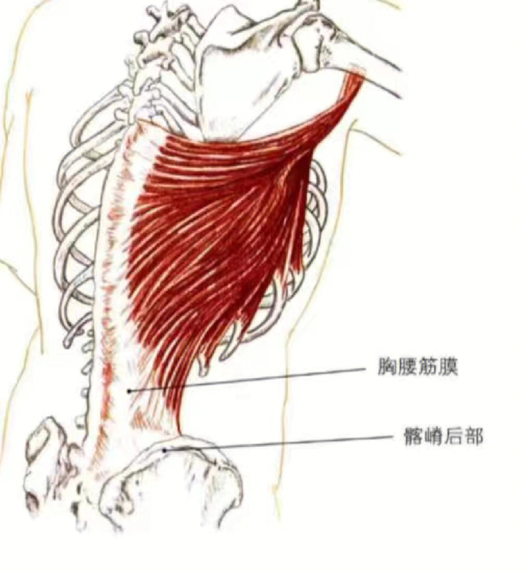 大圆肌与背阔肌背阔肌起点为胸腰筋膜,髂骨后嵴,9