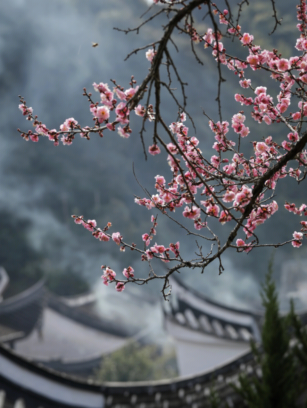 福州林阳寺梅花花期图片