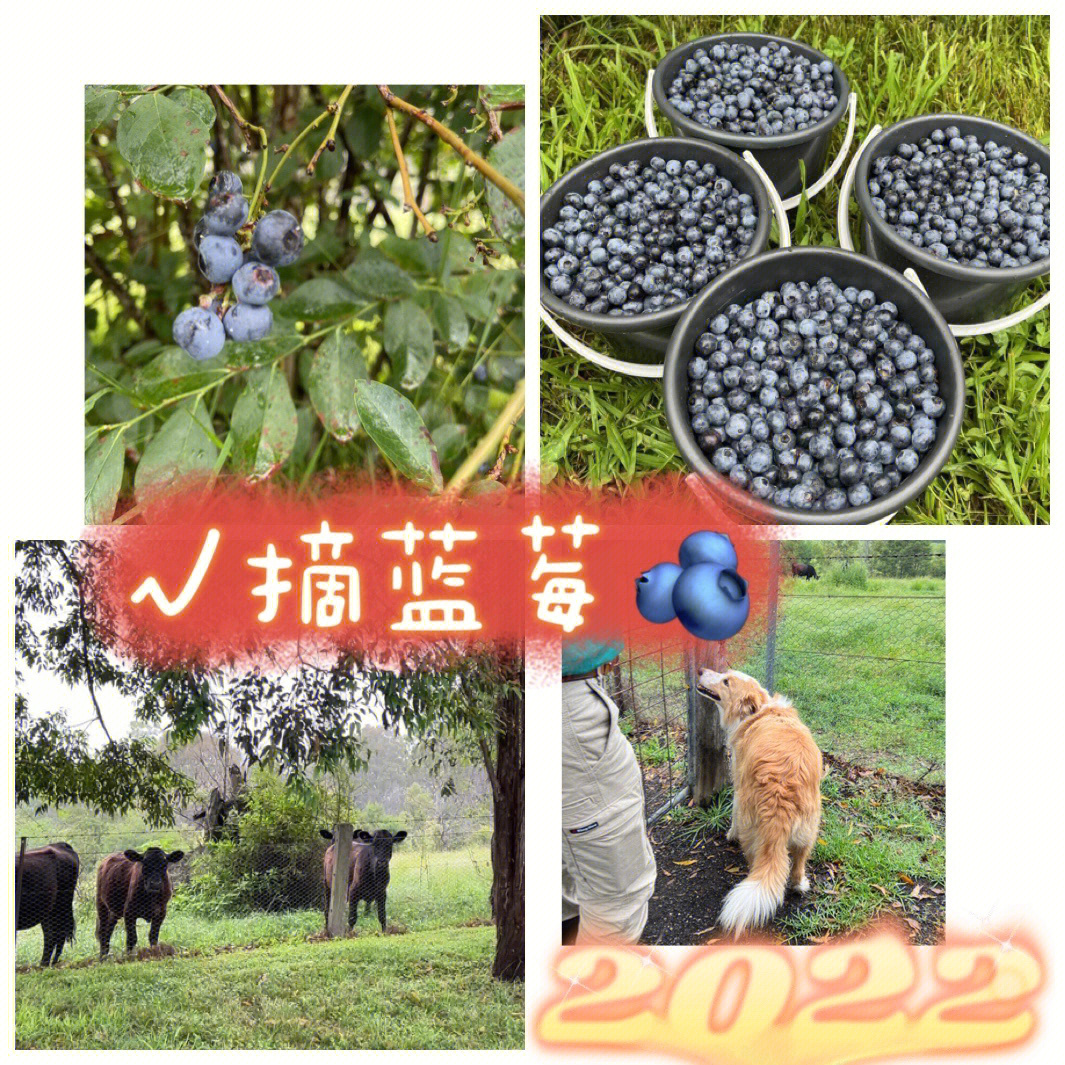 农场摘蓝莓08blueberryhillsoncomleroy