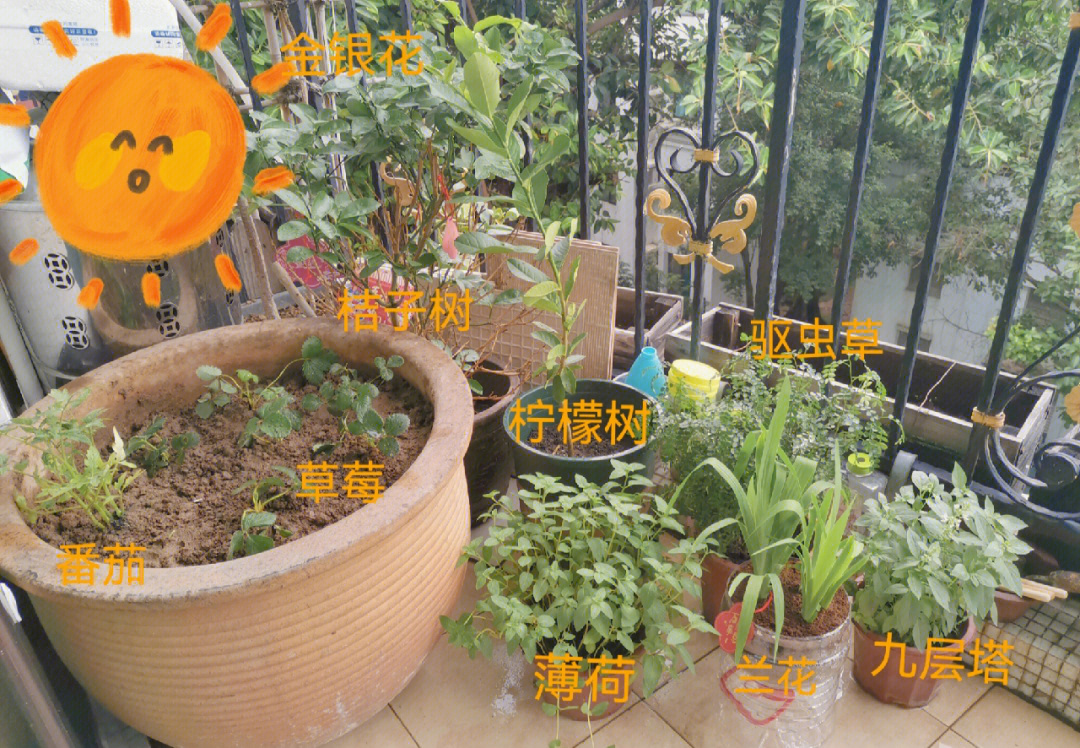 阳台小花园香草与水果快高长大吖60