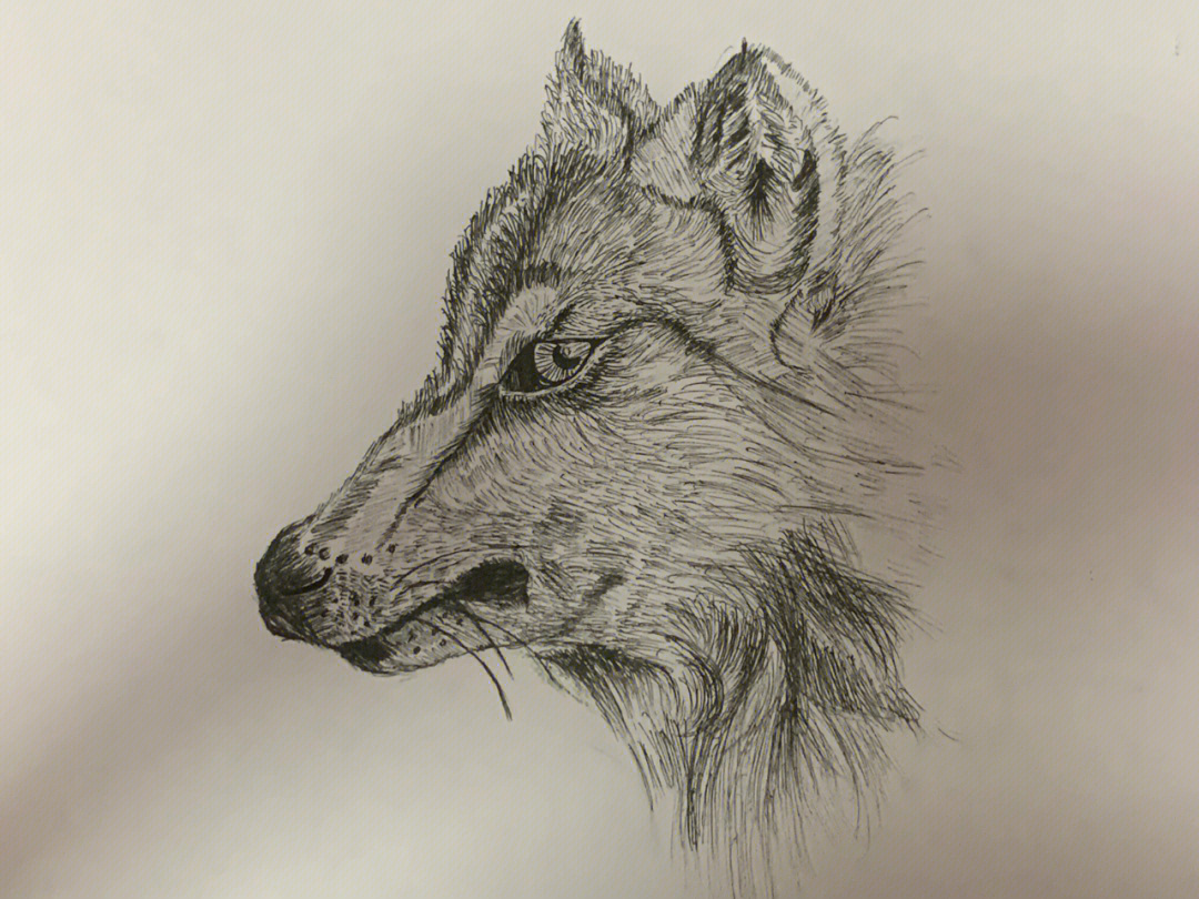 狼的素描画图画图片