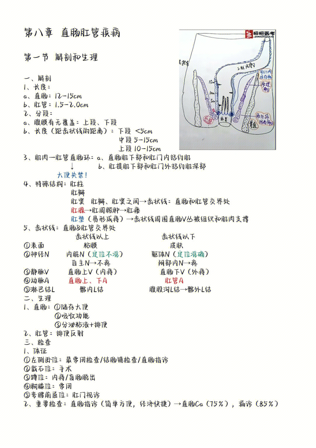 直肠长度图片