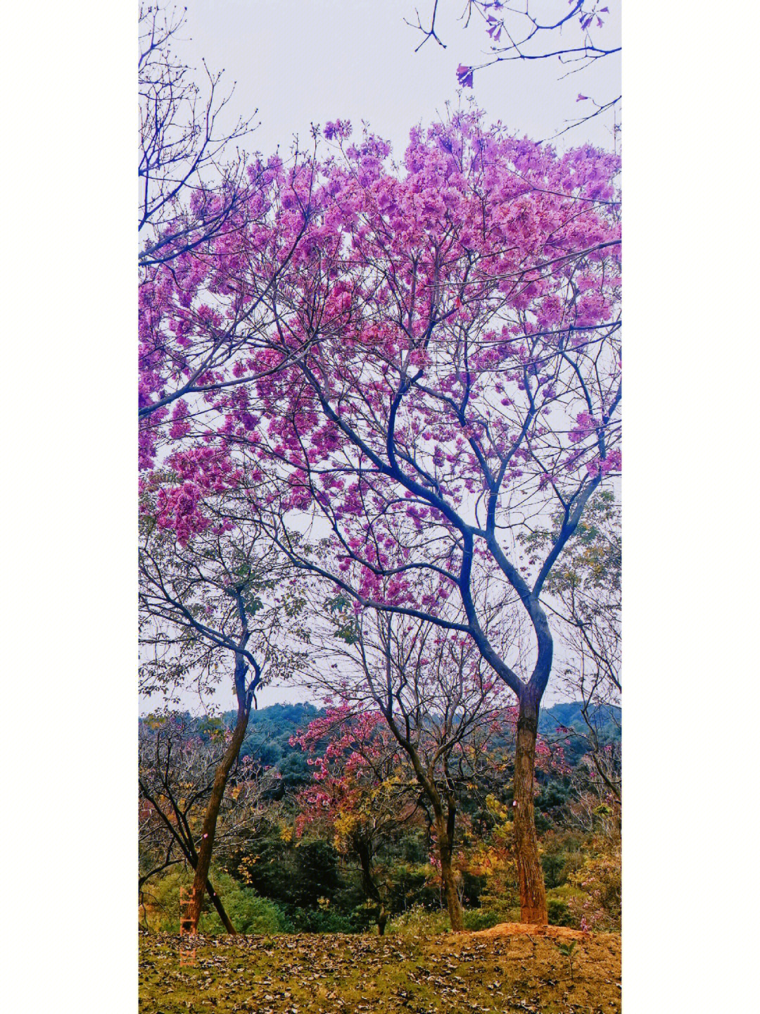 紫花风铃木的诗词图片