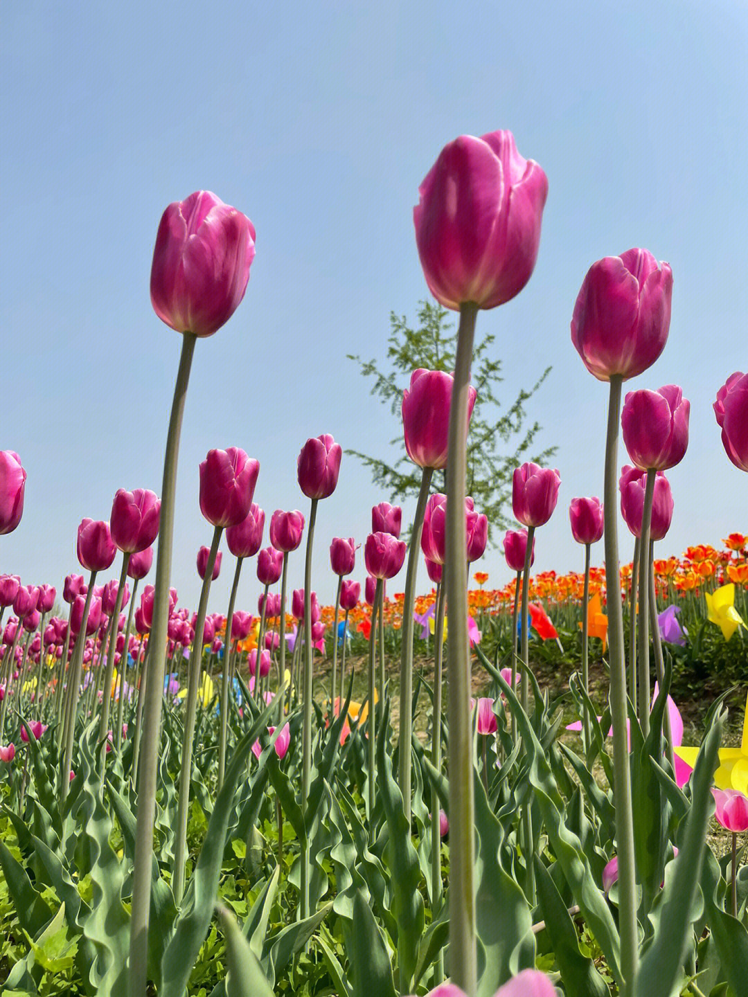 长阳公园郁金香花展图片