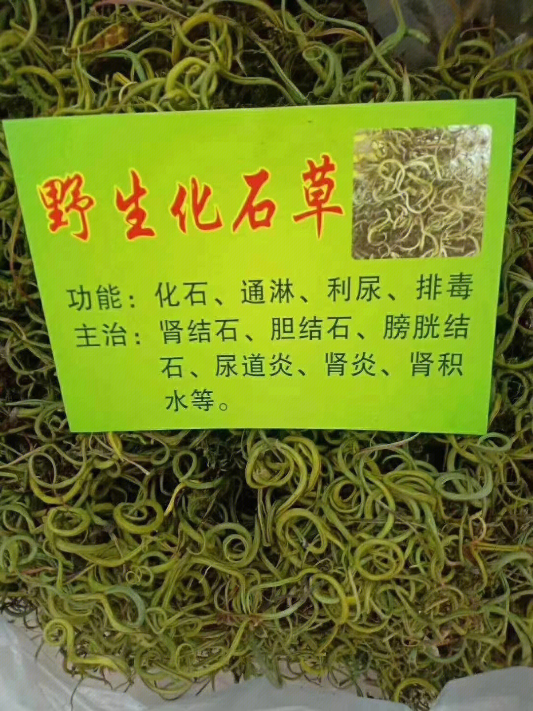 野生化石草