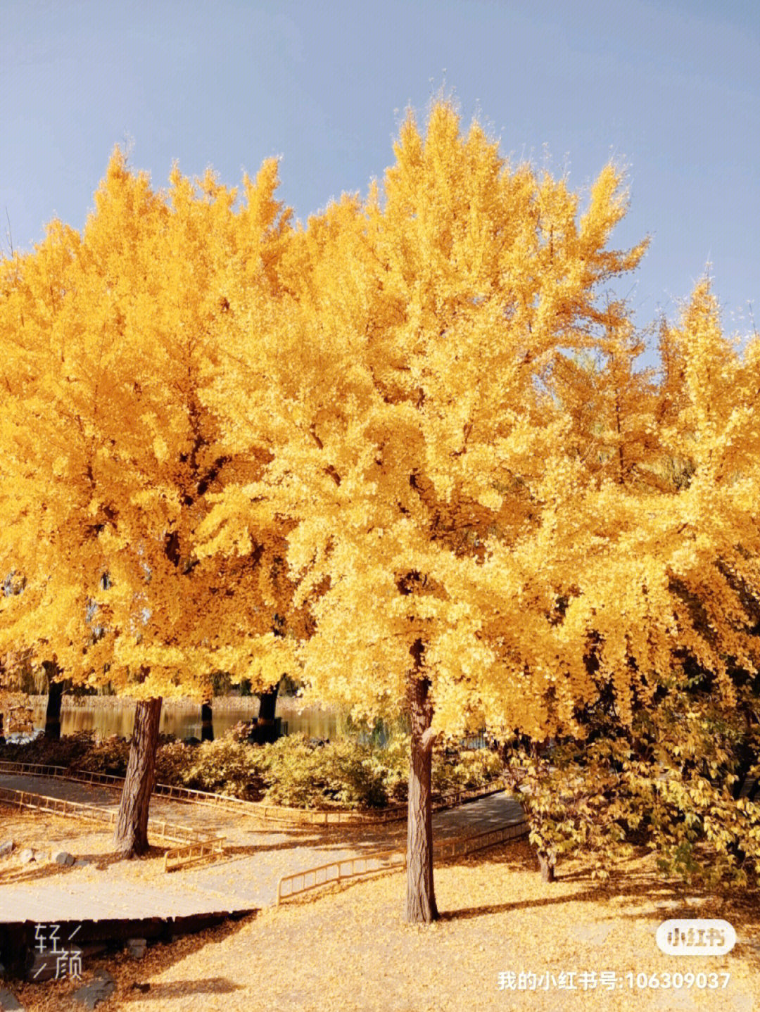 秋天有特色的树图片