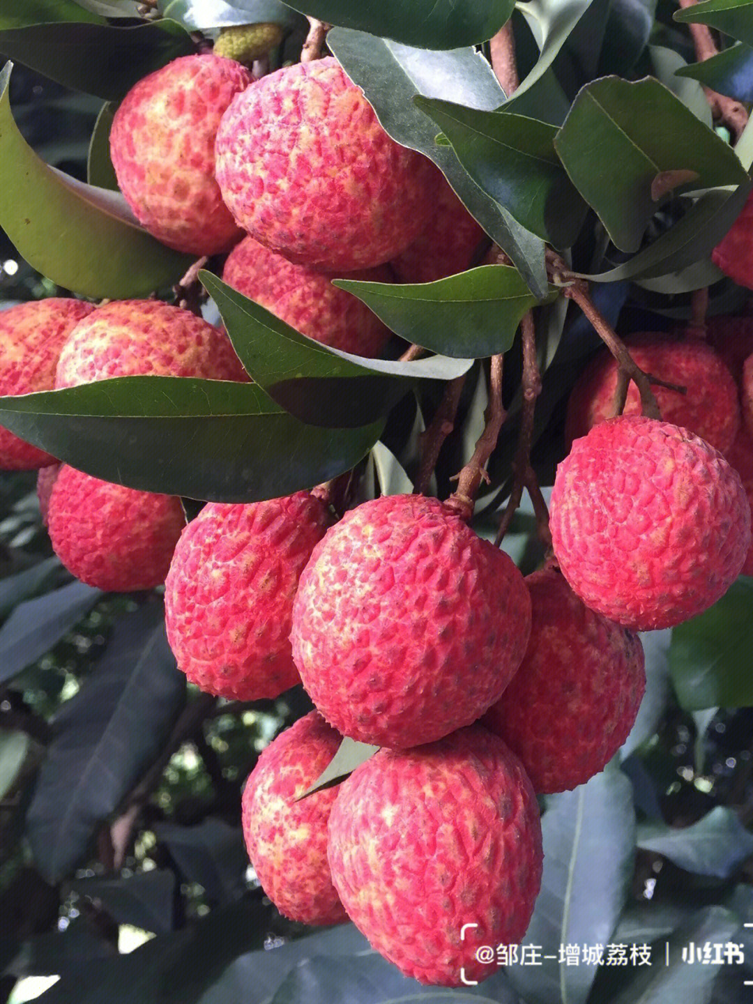 夏天季节水果荔枝