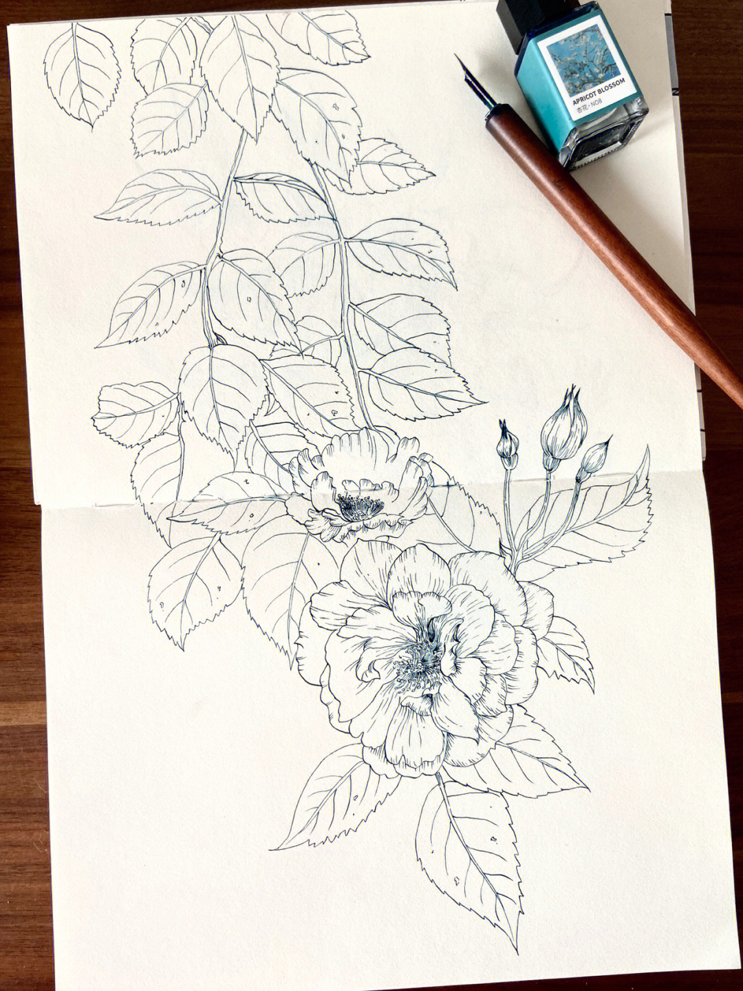 蔷薇花怎么画画法图片