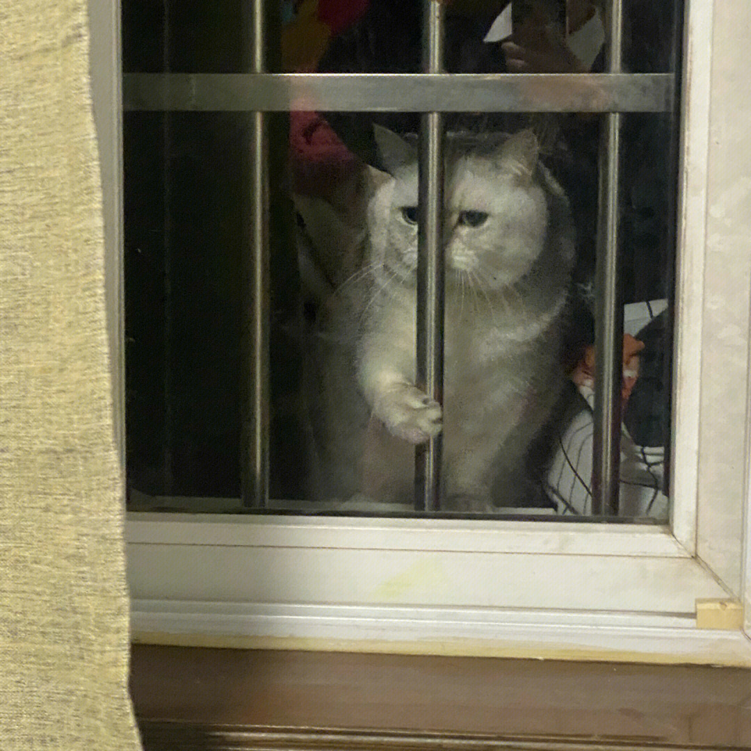 猫猫铁窗泪图片