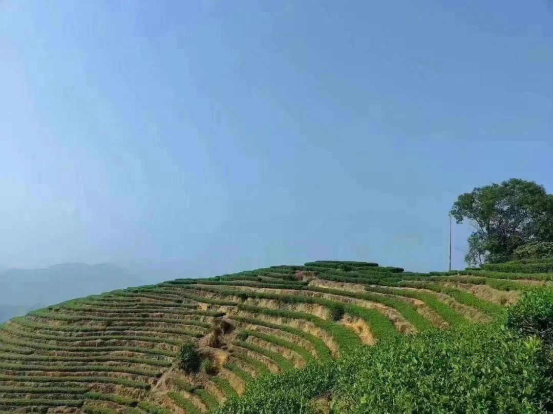 安溪铁观音秋茶高山茶园音韵显感德茶