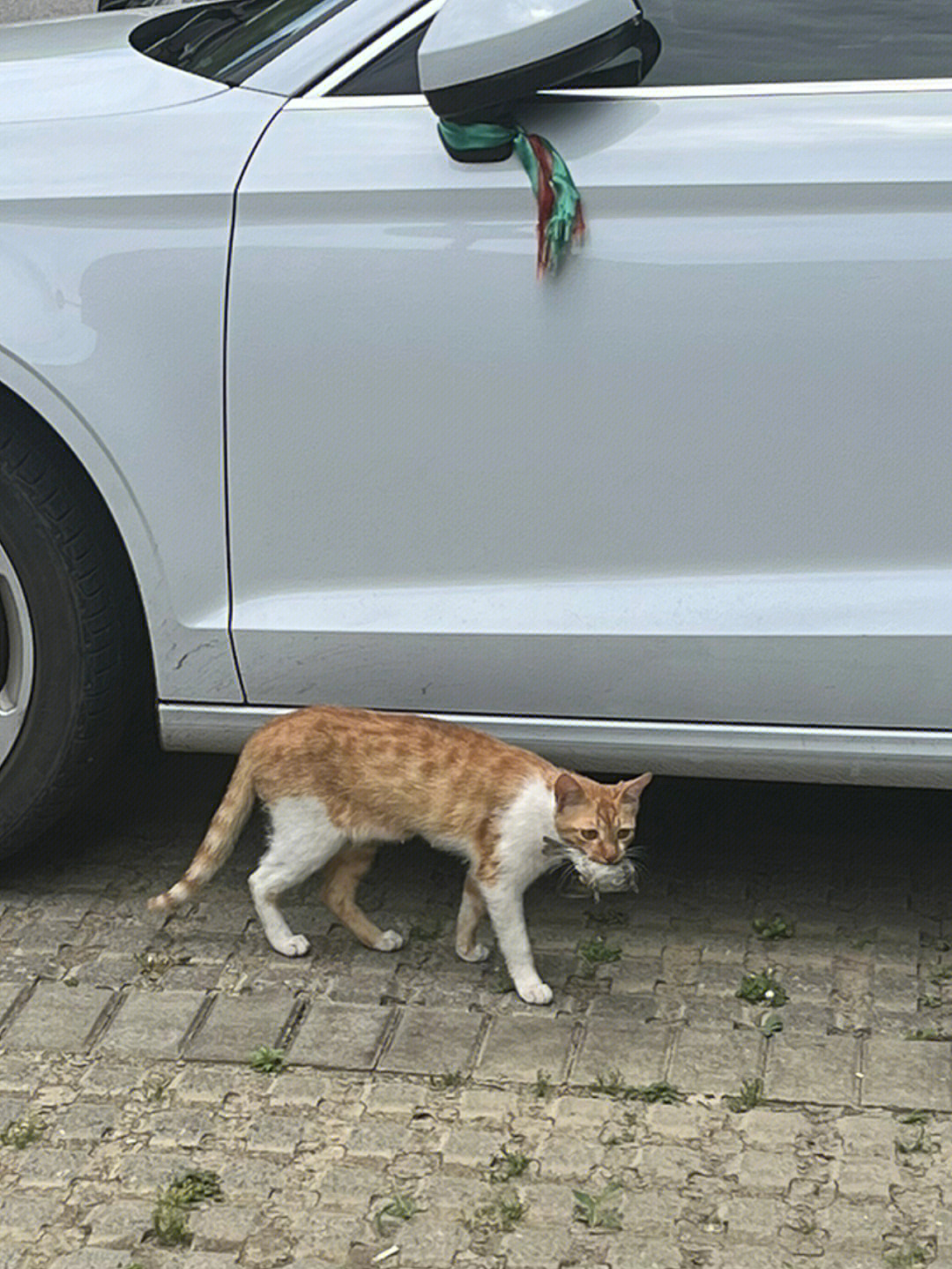 抓拍到一只叼着麻雀的花臂猫妈妈