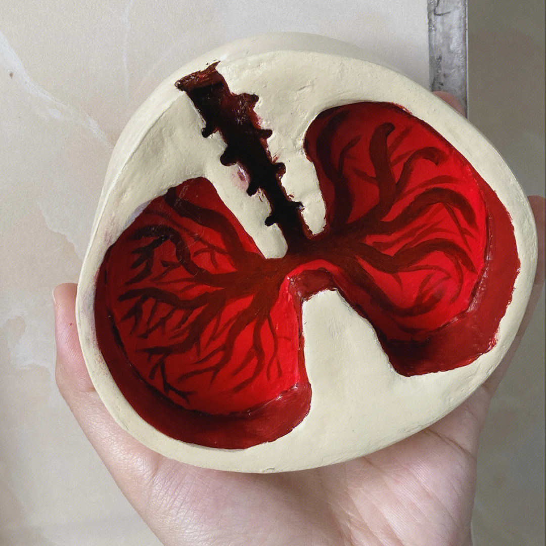 用粘土做人体肺部模型图片