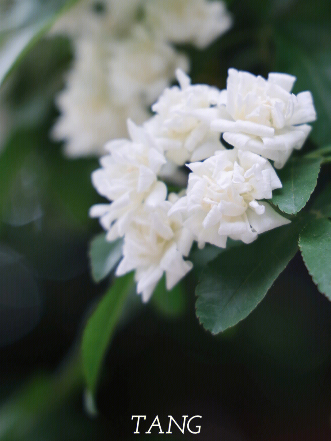 七里香花图片卡通图片