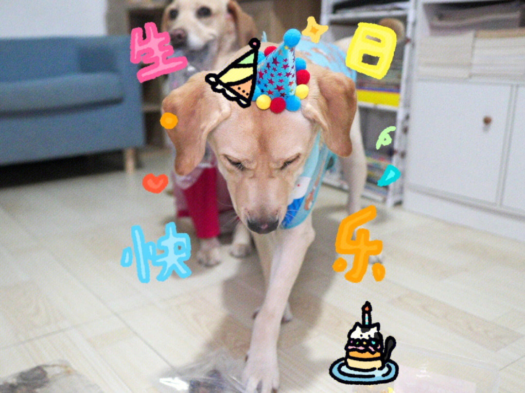 祝狗狗唯一1岁生日快乐