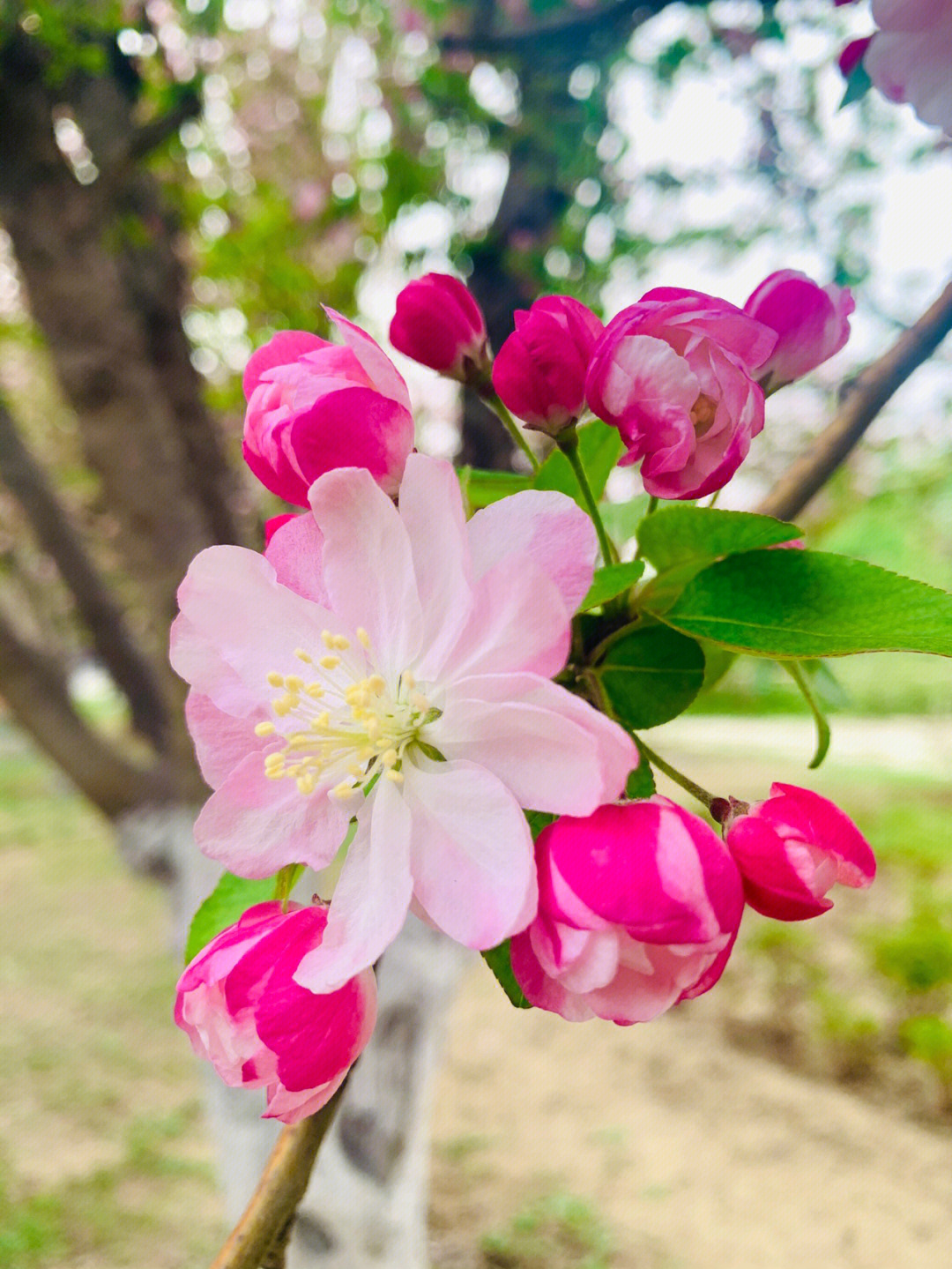 吴桂君海棠花溪图片