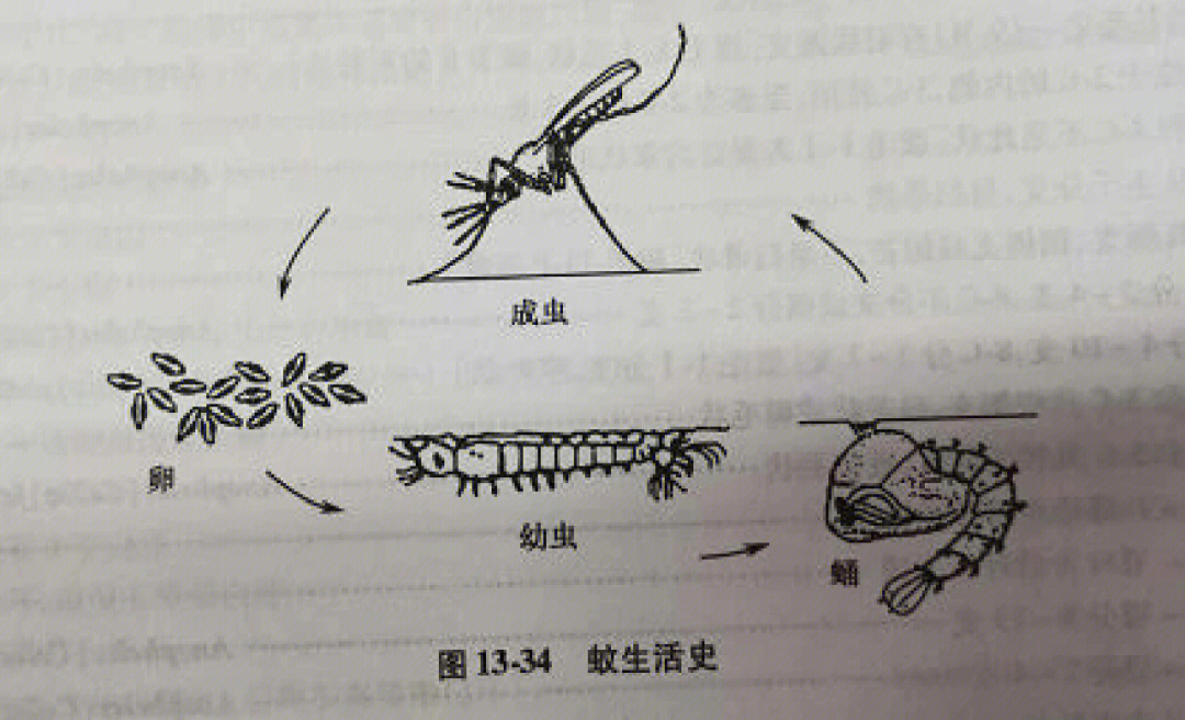 孑孓史艳文图片