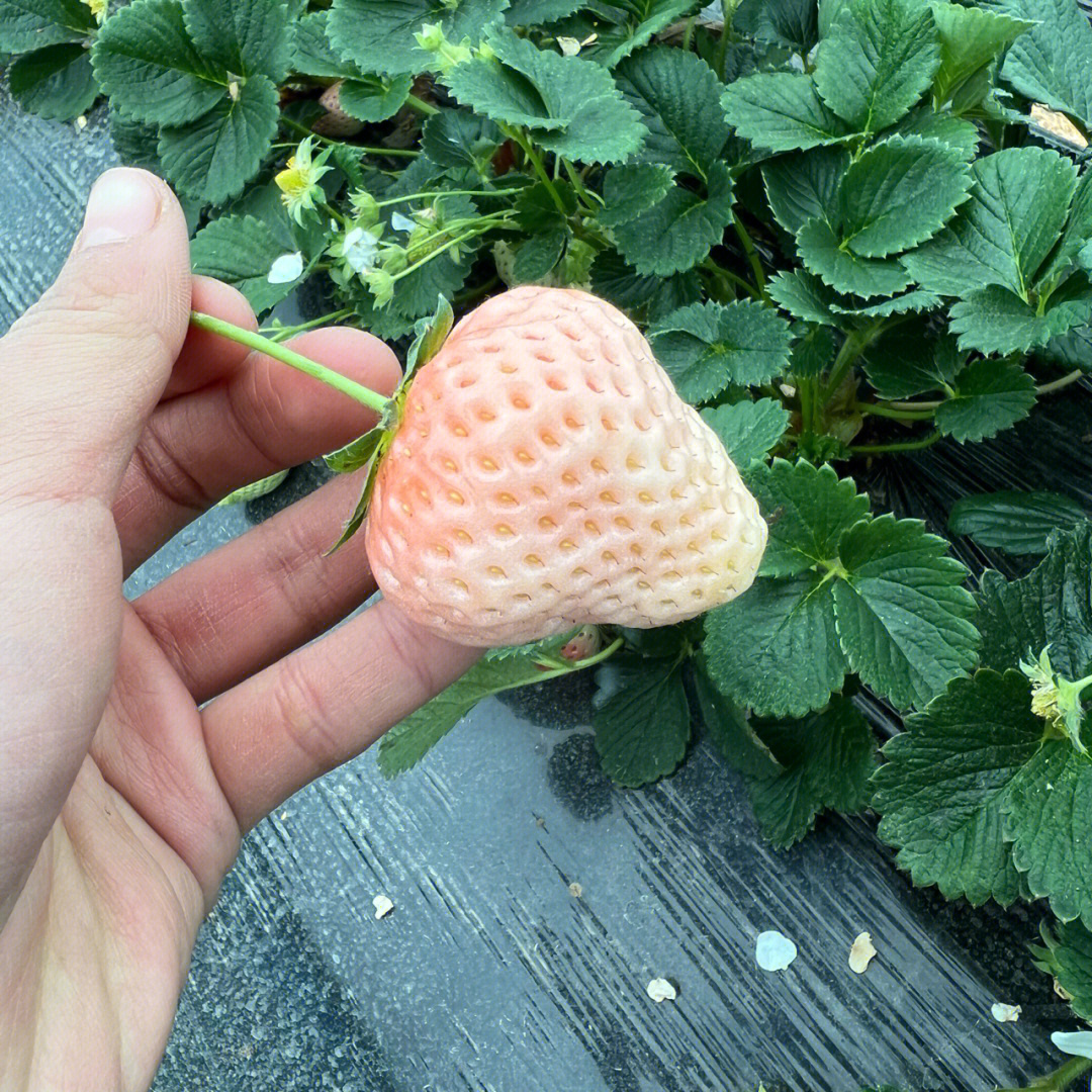 草莓表面白色绒毛图片
